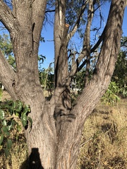 Acacia crassicarpa