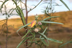 Hibiscus divaricatus