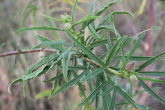 Hibiscus divaricatus