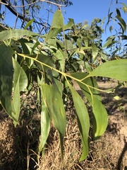 Acacia crassicarpa
