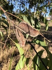 Acacia crassicarpa