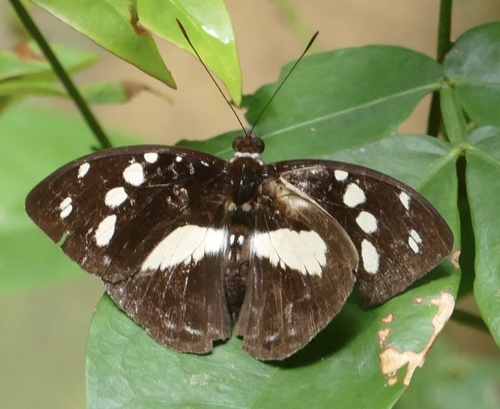 Forest Glade Nymph