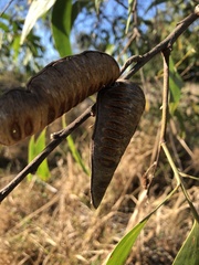 Acacia crassicarpa