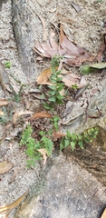 Polypodiopsida