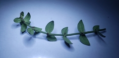 Psychotria serpens