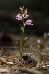 Cephalanthera kurdica