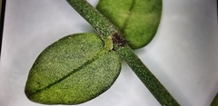 Psychotria serpens