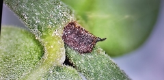 Psychotria serpens