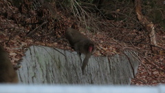 Macaca fuscata fuscata