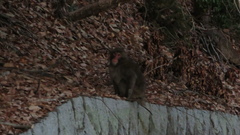 Macaca fuscata fuscata