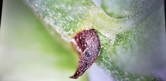 Psychotria serpens