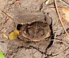 Rhinella dorbignyi
