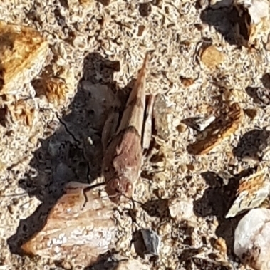 Iberian Sand Grasshopper