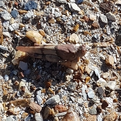 Sphingonotus lluciapomaresi