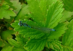 Coenagrion glaciale