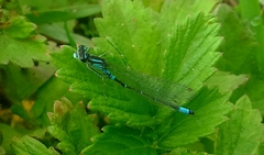 Coenagrion glaciale