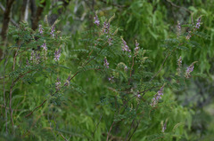 Indigofera pratensis