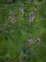 Indigofera pratensis
