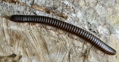 Spirostreptoidea
