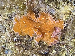 Yungia aurantiaca