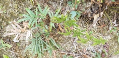 Polypodiopsida