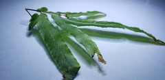 Polypodiopsida