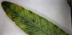 Polypodiopsida