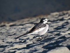Motacilla alba lugens