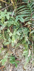 Polypodiopsida
