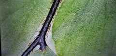 Polypodiopsida