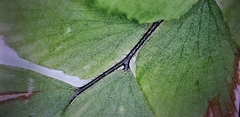 Polypodiopsida