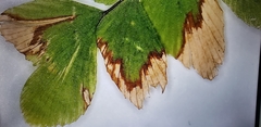 Polypodiopsida
