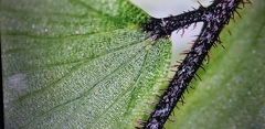 Polypodiopsida