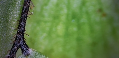 Polypodiopsida