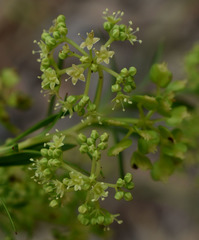 Platysace valida