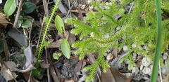 Palhinhaea cernua