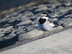 Motacilla alba lugens