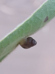 Bulimulus bonariensis