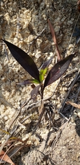 Angiospermae
