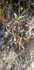 Angiospermae