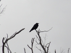 Corvus coronoides perplexus