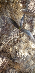 Angiospermae
