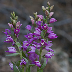 Cephalanthera kurdica