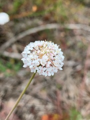 Trachymene