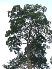 Parkia