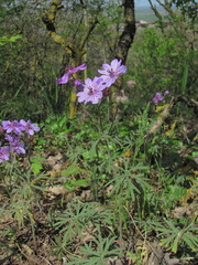 Geranium linearilobum
