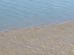 Charadrius hiaticula