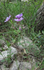 Geranium linearilobum