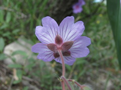 Geranium linearilobum