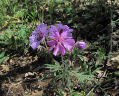 Geranium linearilobum